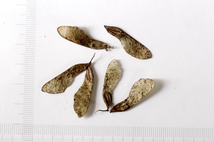 ミツデカエデの種