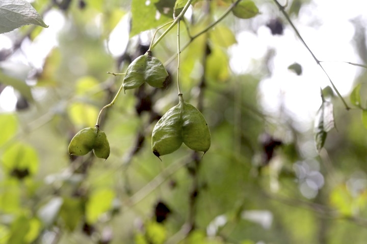 ミツバウツギの実