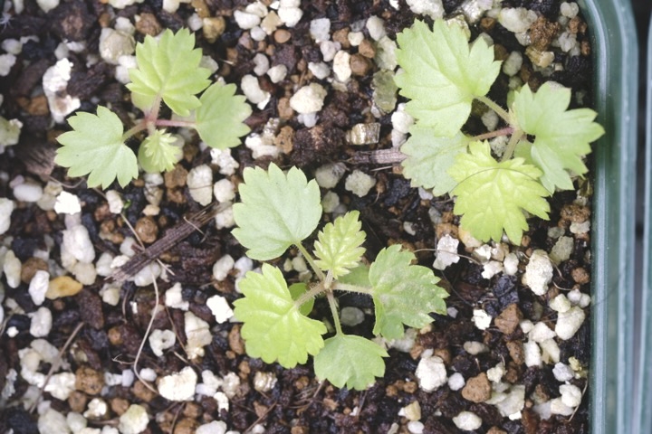 モミジイチゴの発芽