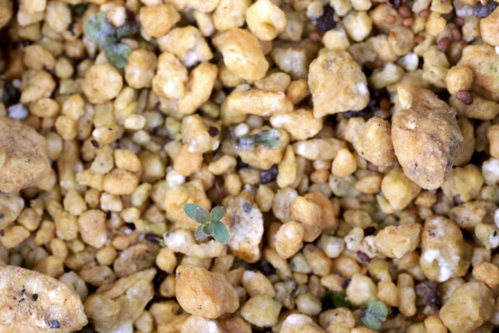 ブルーベリーの発芽