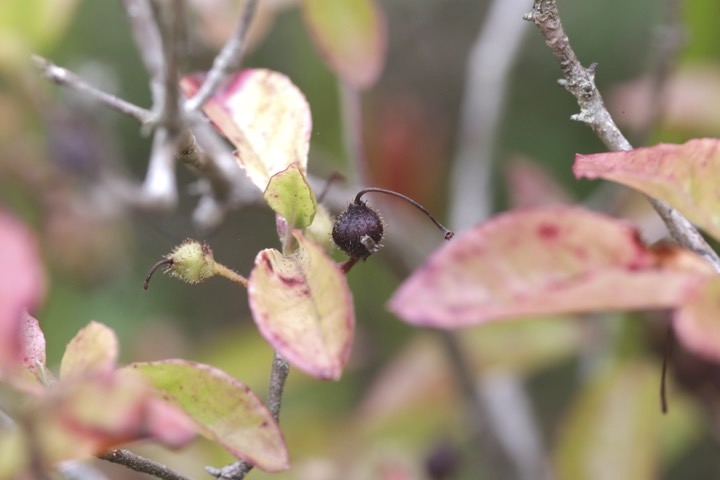 バイカツツジの実
