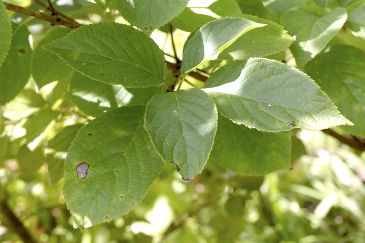 ノリウツギの葉