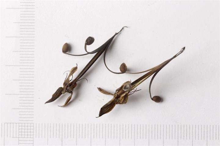 アサマフウロの種