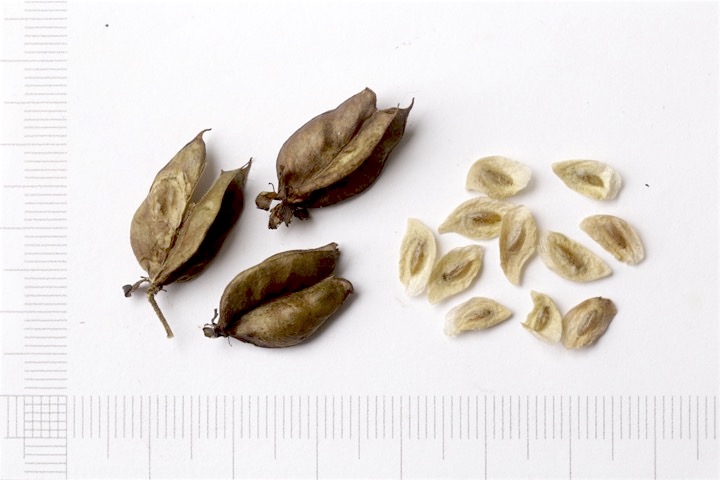 アオヤギソウの種