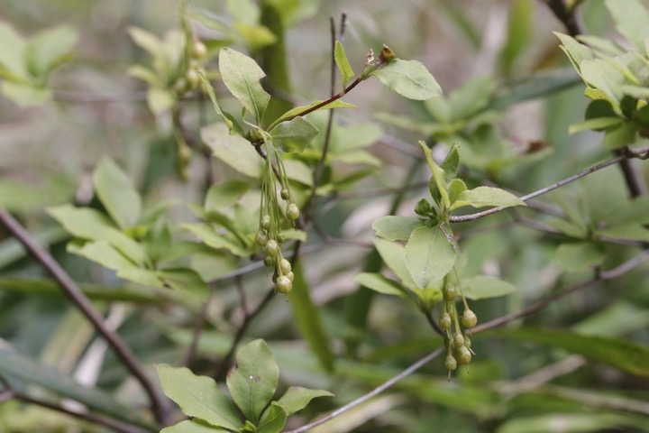 アブラツツジの実