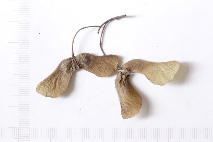 イタヤカエデの種