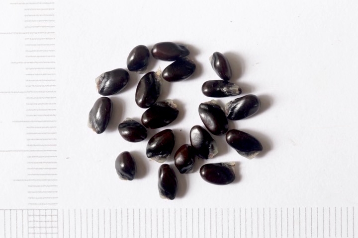 ミツバアケビの種