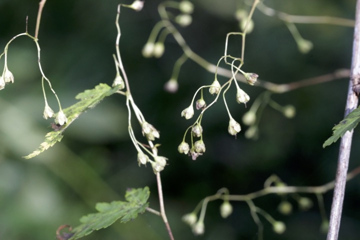 コゴメウツギの実
