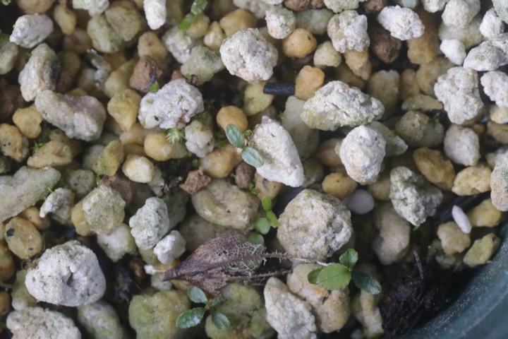 アクシバの発芽