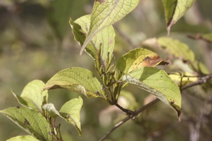 タニウツギの実