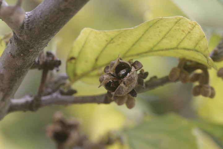 アカバナマンサクの実