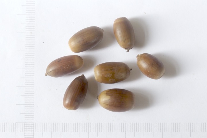 ウラジロガシの実