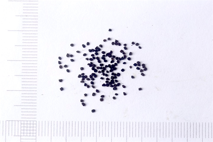 微小なアケボノソウの種