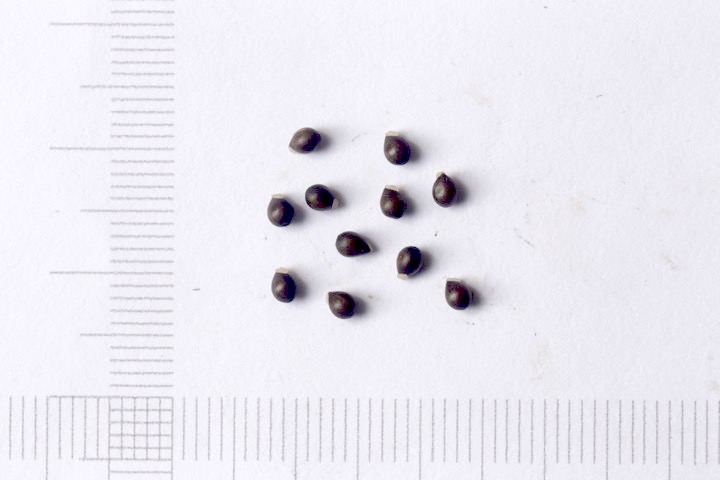 エライオソームを持つアケボノスミレの種