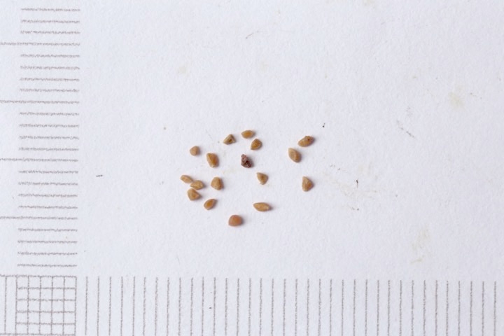 アクシバの小さな種