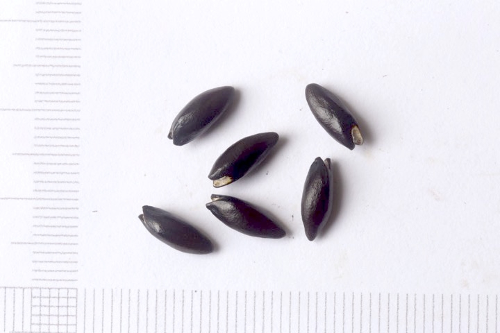 アカバナマンサクの種