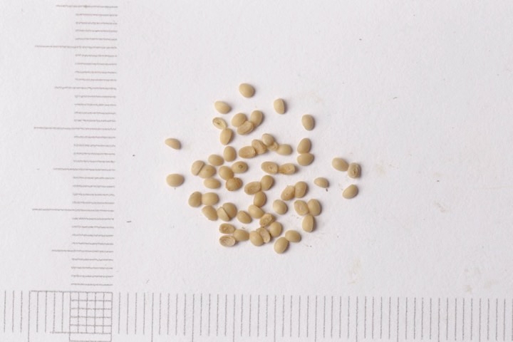 シロミノコムラサキの種