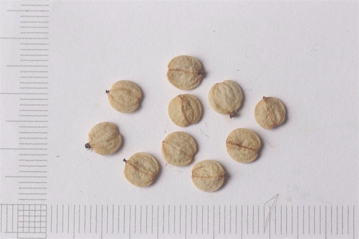 オトコヨウゾメの種