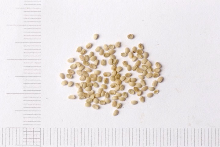 コムラサキの種