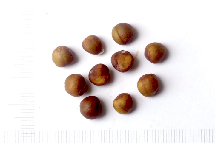 シャリンバイの種