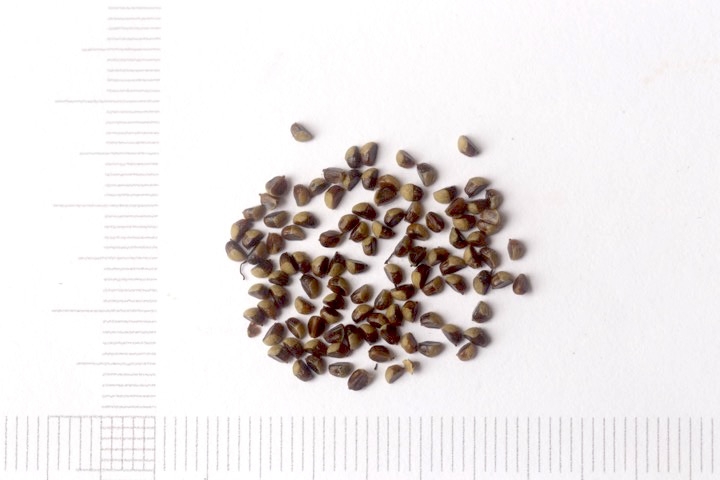 トキワサンザシの種