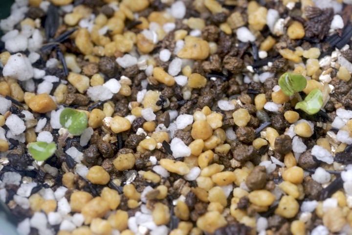 アサマフウロの発芽