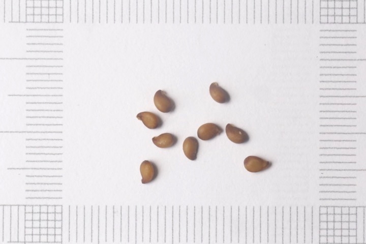 ナナカマドの種