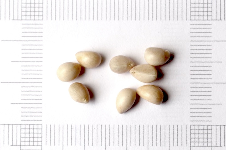 ミヤマシキミの種