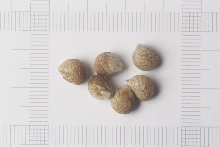 シロヤマブキの種