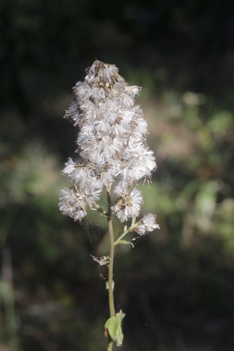 ふわふわのアキノキリンソウの実