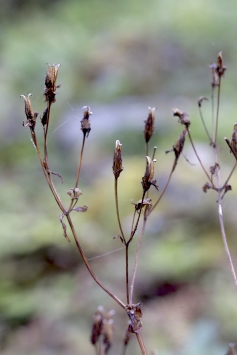 アケボノソウの実：枯れた花柱