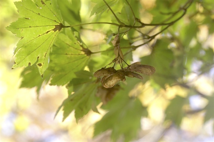 コハウチワカエデの実
