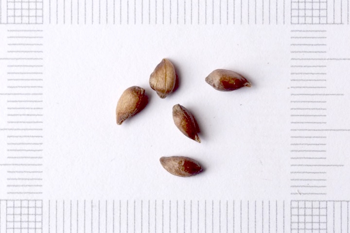 ヒメリンゴの種