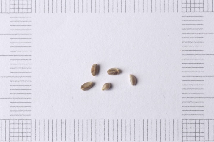 ウメモドキの種