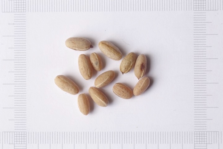 サンシュユの種