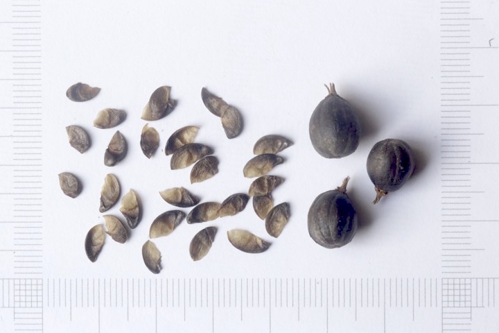 イッサイサルスベリの種