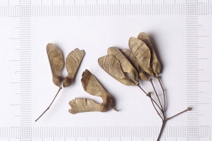 トウカエデの実