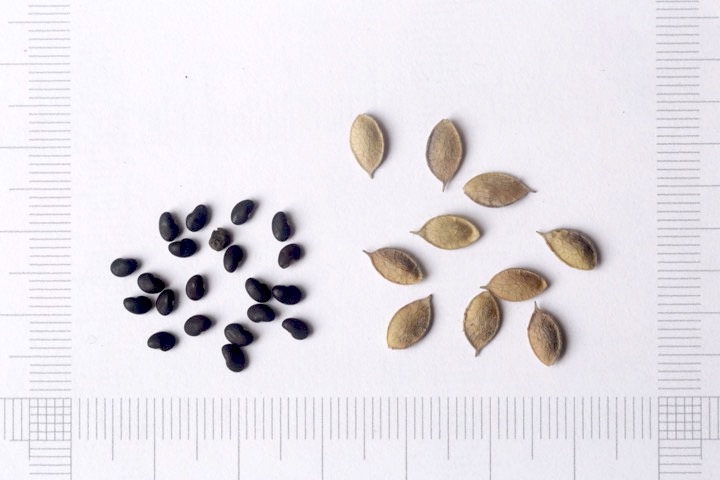 ミヤギノハギの実と種