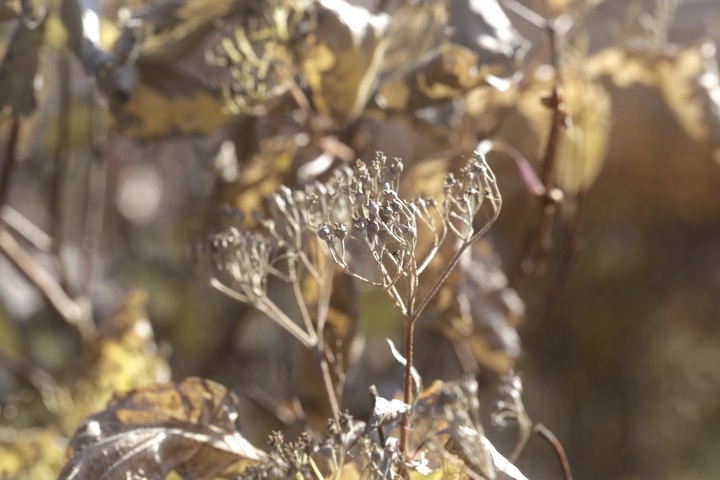 コアジサイの実