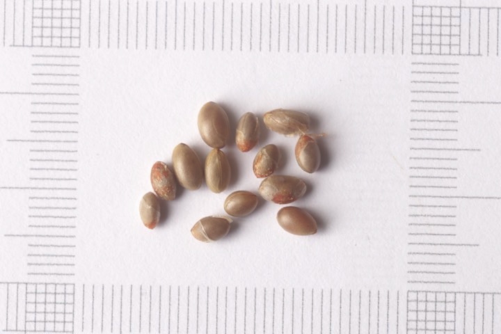 ツルウメモドキの種