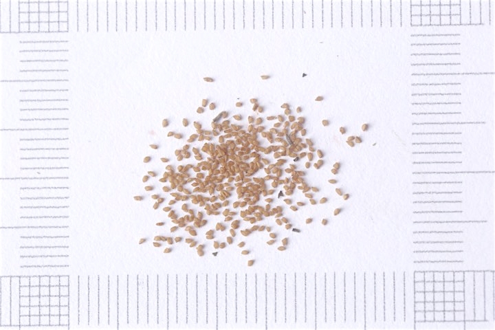 コアジサイの種