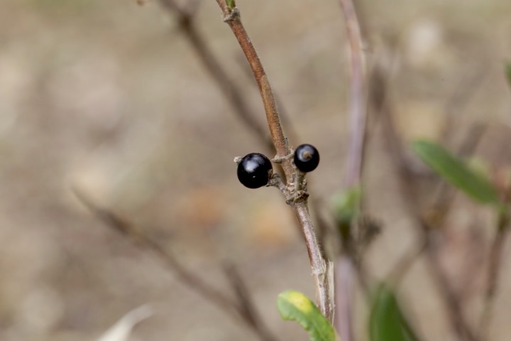 スイカズラの実