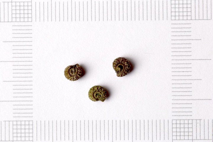 アオツヅラフジの不思議な形の種