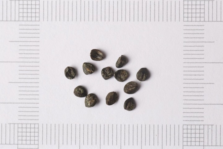 スイカズラの種