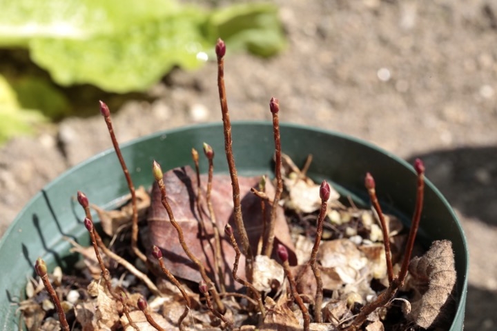 ２年目のアブラツツジ