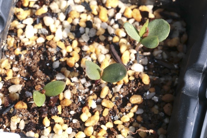 ヒメリンゴの発芽