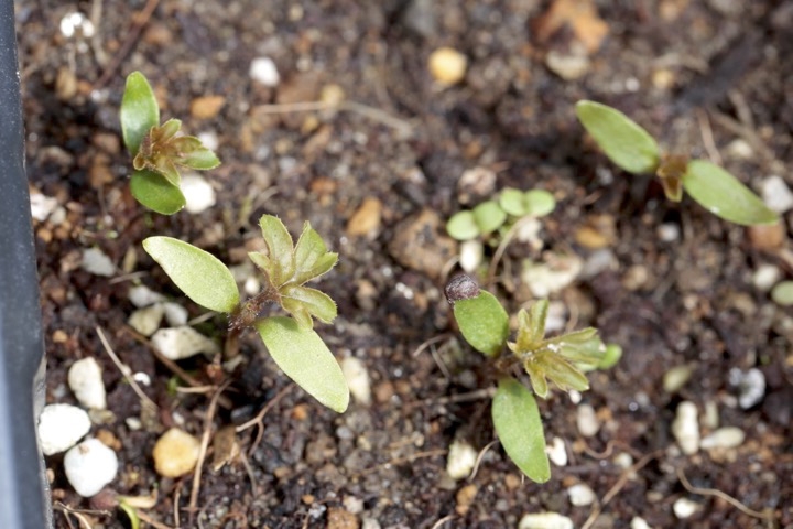 フサスグリの発芽
