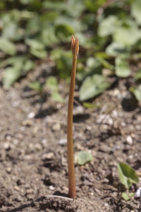 トチノキの発芽