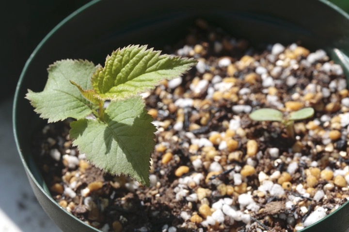 ユスラウメの発芽