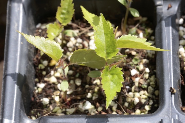 ヤマザクラの発芽